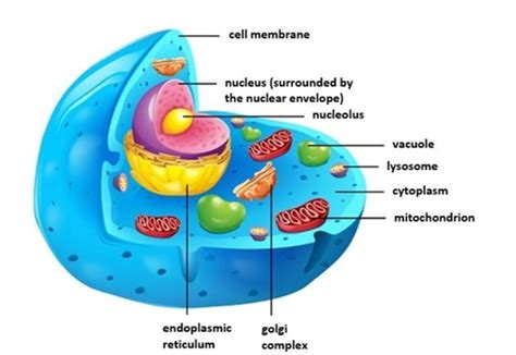 Different Types Of Cells Animal And Plant Cells Structure And Differences