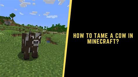 A Detailed Guide About How To Tame A Cow In Minecraft