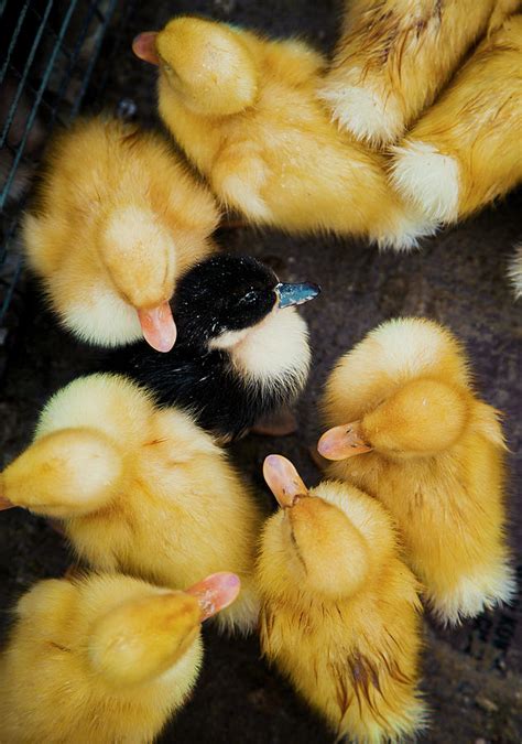 Ugly Duckling Photograph By Yigit Deniz Ozdemir Pixels