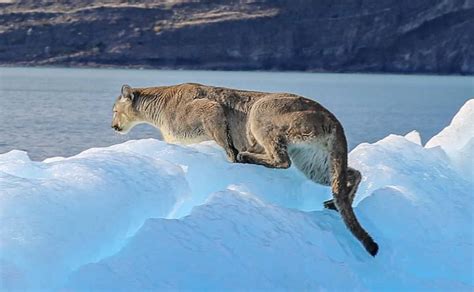Pictures Of A Puma On An Iceberg Off The Upsala Glacier In Patagonias