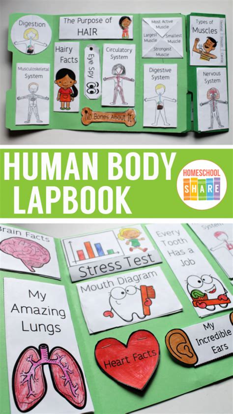 Human Body Lapbook Homeschool Share