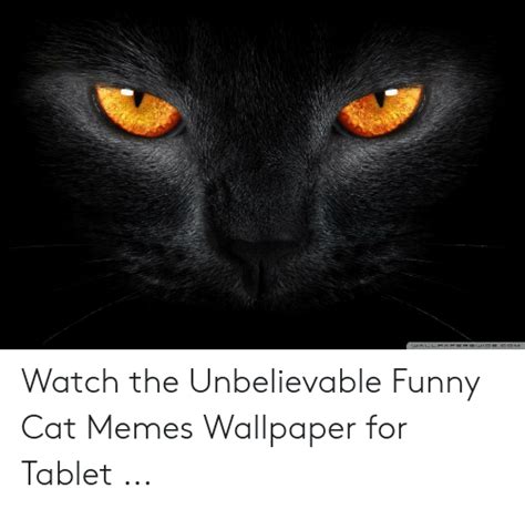 Eallpaperswid Com Watch The Unbelievable Funny Cat Memes Wallpaper For