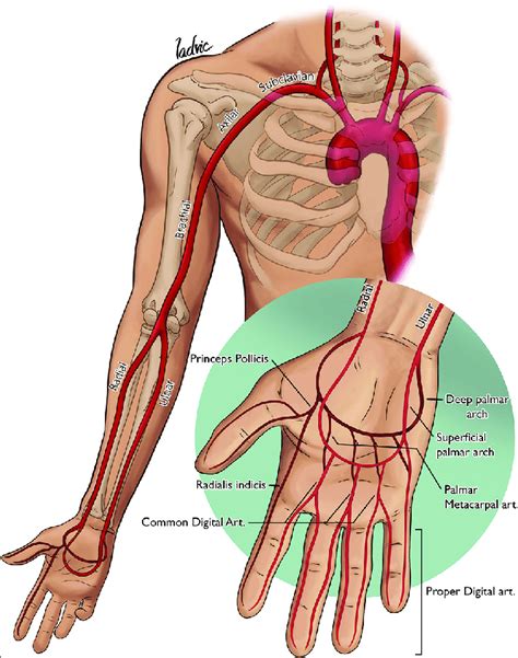Upper Limb Arterial Anatomy Download Scientific Diagram