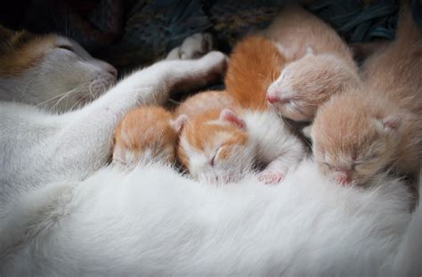 If you're in the new york city area and you'd like to adopt a cat or kitten, you've come to the right place. 10 Interesting Facts About Newborn Kittens | PetMD