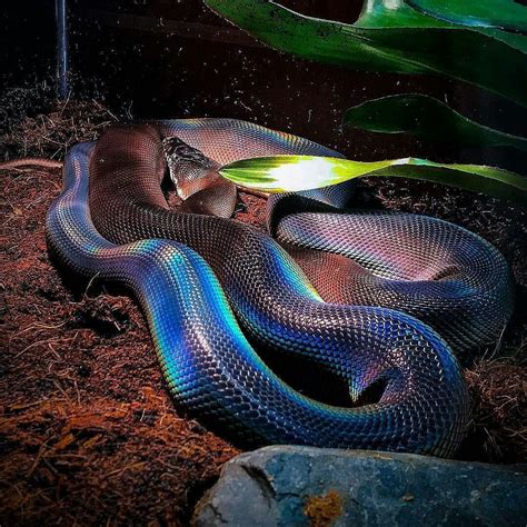 The White Lipped Python Do You Like Snakes 😛 Follow