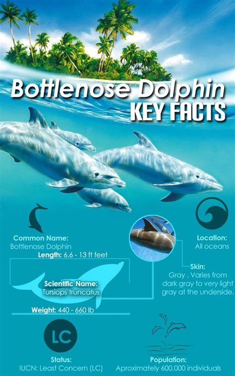 Bottlenose Dolphin Infographic Dolphin Facts Bottlenose Dolphin