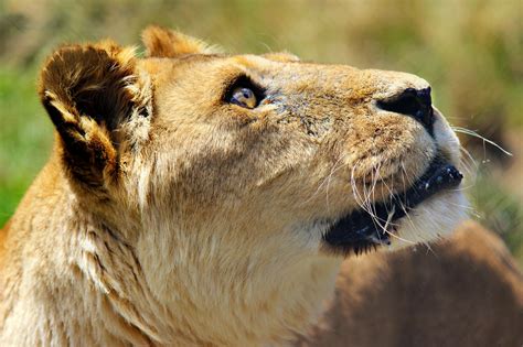 Free Images Wildlife Zoo Mane Fauna Lion Close Up Nose