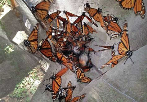 Drought Conditions Contribute To Decline In Monarch Populations