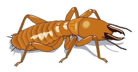 If the inspector finds issues with the septic system, there will be additional fees for the repair and/or replacement of. Termite Inspection Guidelines For Mortgage Loans