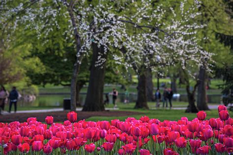 Boston Spring Tulips In The Boston Public Garden Photograph By Toby