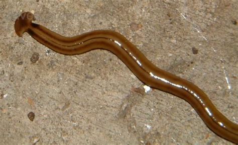 Flukes Are Parasites Found In Fishes Seabirds And Whales Flatworm