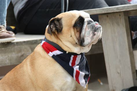 Pin by Baggy Bulldogs on Bulldog Beach Walks | Bulldog, English bulldog, Puppies