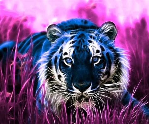 Purple Tiger Wallpaper Tiger Images Tiger Pictures