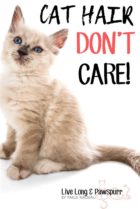 20 Cat Quotes That Will Melt Your Heart Cat Lovers Humor Cute Cat