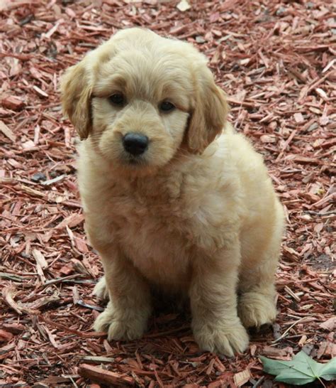 They are a cross between a golden retriever & a poodle. Goldendoodle Puppies : Pups for sale : Puppies for sale in ...