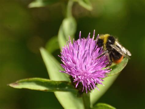 How To Identify The Most Common Uk Bumblebee Species 38 Degrees