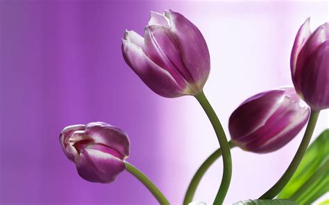 Beautiful Purple Tulips Hd Wallpaper ~ The Wallpaper Database
