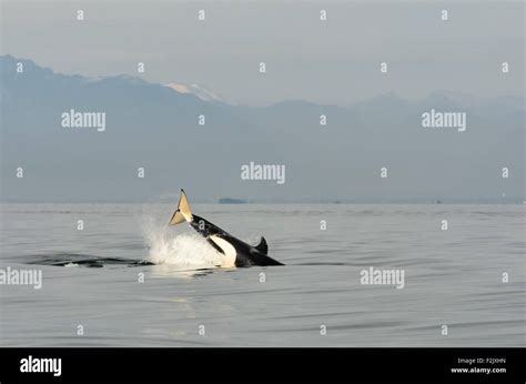 Transient Or Biggs Killer Whale Orcinus Orca British Columbia