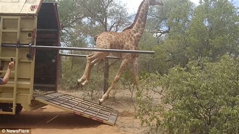 South African Giraffe In Hilarious Fall Captured On Video Daily Mail