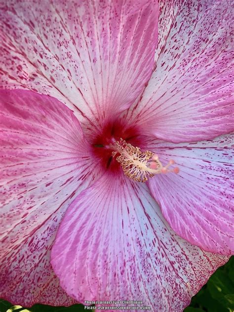 Photo Of The Bloom Of Hybrid Hardy Hibiscus Hibiscus Pink Comet