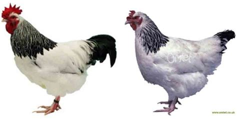 ayam ayam terbesar  dunia cakrawala