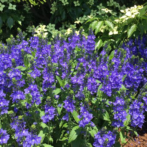 Below you'll find some of our favorite combinations for spring plantings that will help you as you're placing bulbs this fall. Top 8 Perennials to plant right now! - Van Wilgen's Garden ...