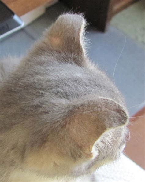 Congenital vestibular disease has been reported in burmese cats. How I Lost JD, My Heart Kitten, to Megaesophagus Disorder ...