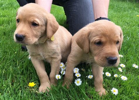 2 Lovely Yellow Male Labrador Puppies Looking For Homes In Dingwall