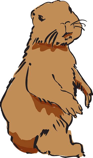 Free vector graphic: Beaver, Beaver Fur, Beaver Pelt - Free Image on ...