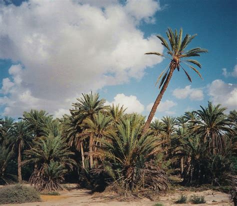 Tozeur Loasis De La Vie Arbres Palmeraie Tozeur Région De