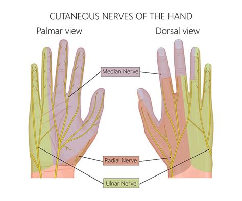 Radial Nerve Innervation Of Hand