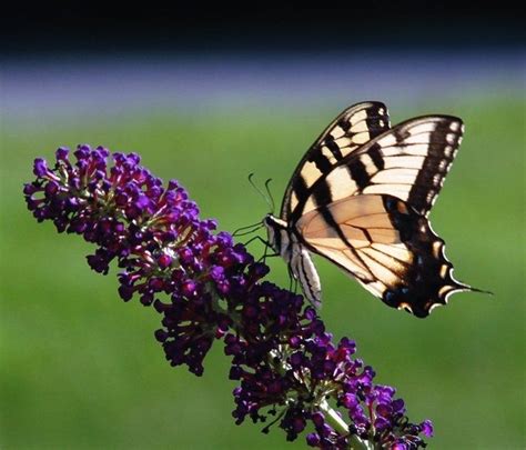A Butterfly Sitting On Top Of A Purple Flower