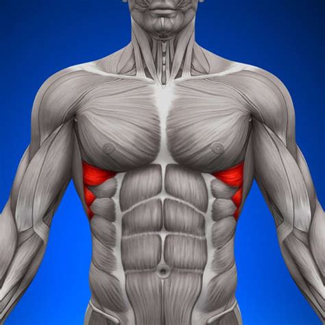 Serratus Anterior The Top Part Of Your Six Pack Dr Axe