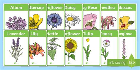 Flower Identification Display Posters Identify Garden Plants