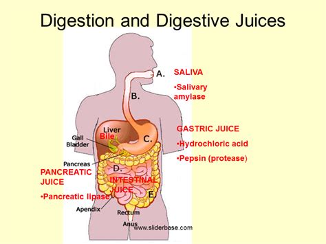 Digestive System Enzymes List