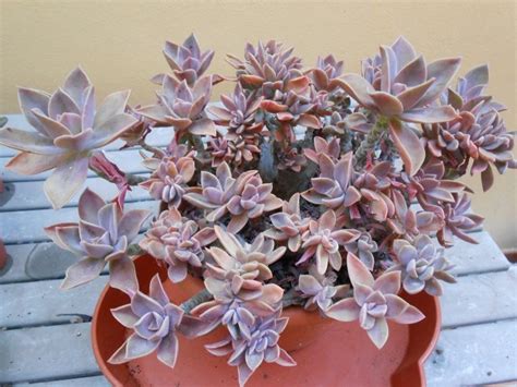 Comes with complimentary succulents seeds. GRAPTOVERIA FRED IVES | Planting succulents, Plants, Echeveria