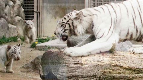 Photos Rare White Tigers Make Zoo Debut In Japan Kabc7 Photos And