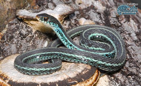 The Corn Snake Forum Hmm Blue Snake