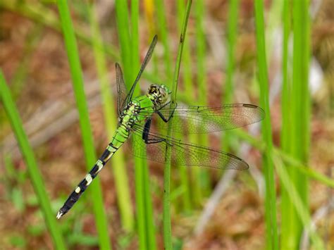 Eastern Pondhawk Arizona Dragonflies