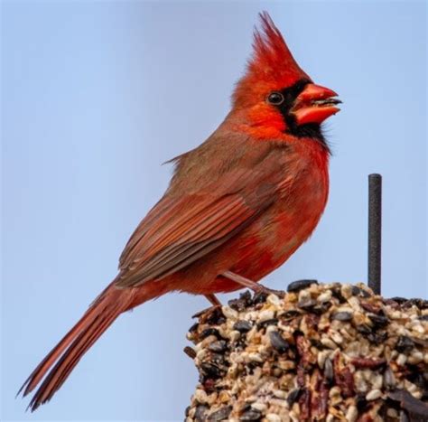 Northern Cardinal Description Habitat And Fun Facts