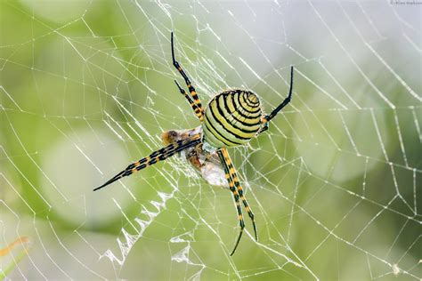 Common Spiders To Watch For In Colorado Poisonous And Non Venomous