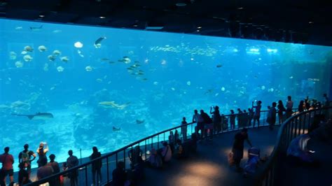 Singapore Sea Aquariumworlds Largest Single Viewing Panelbig Fish
