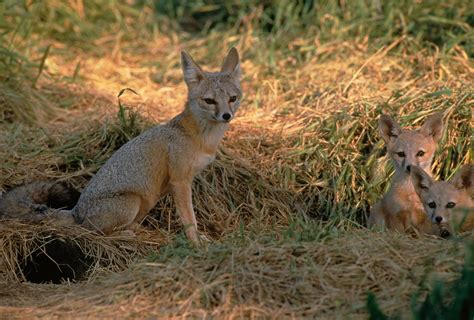 Info About The Pale Fox That Lives In The Desert