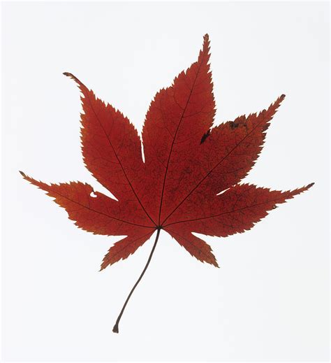 Japanese Maple Leaf Drawing At Explore Collection