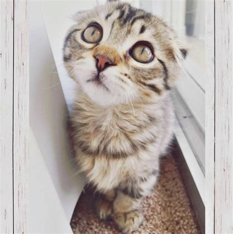 15 Amazingly Cute Scottish Fold Munchkin Kittens Bone And Yarn