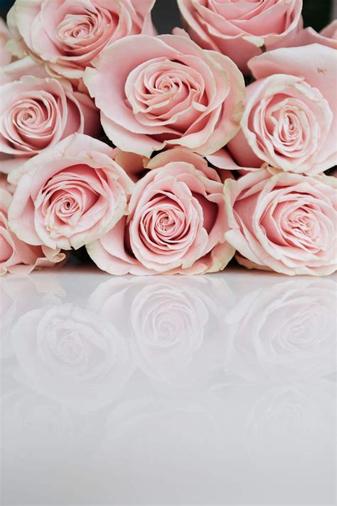 Roses Pink Images Free Hd Backgrounds Pngs Vector Graphics