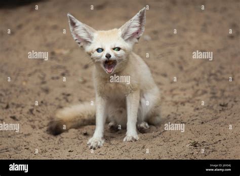 Fennec Fox Vulpes Zerda Wildlife Animal Stock Photo Alamy