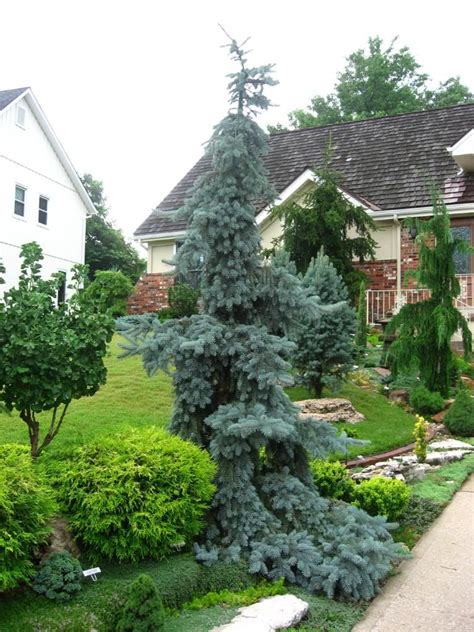 In a sloped yard, set them in tiered layers and trim them to different heights, giving them greater depth. Front yard enterance. Picea pungens 'Glauca Pendula ...
