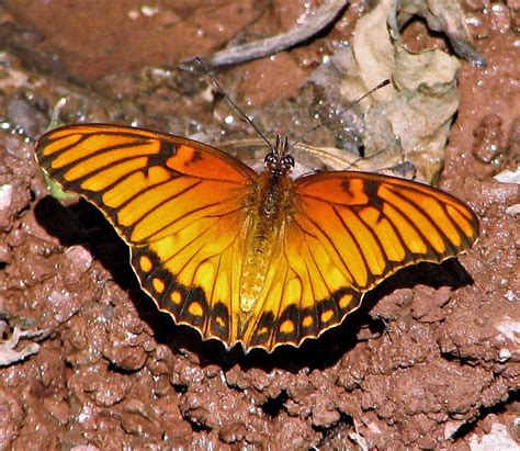 The Mexican Silverspot Dione Moneta A Monarch Lookalike From