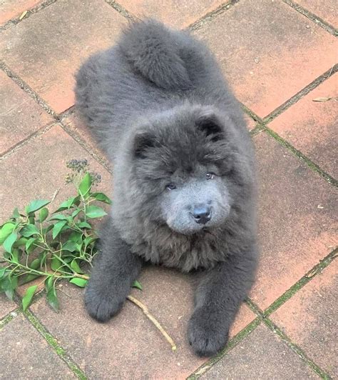 Chow Chow Colors Do Panda Chow Chows Exist Bubbly Pet